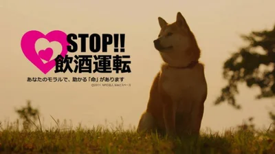 柴犬こゆきが伝える飲酒運転の悲しみ 