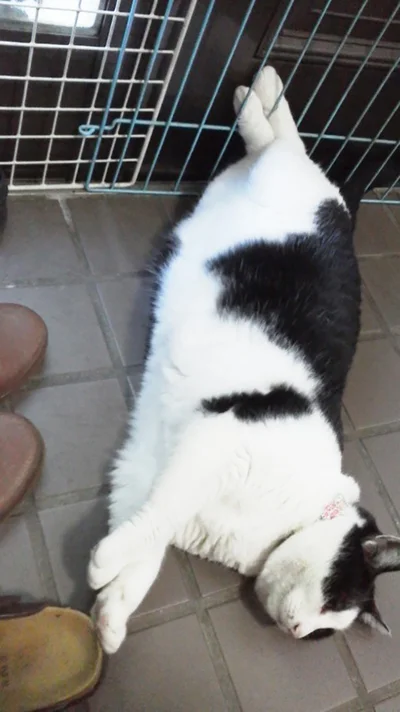 9月の猫 占ニャい おひつじ座 ピンチはチャンス 失敗のおかげで新作カリカリをゲット 画像2 2 レタスクラブ