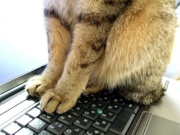 9月の猫☆占ニャい【おひつじ座】ピンチはチャンス！失敗のおかげで新作カリカリをゲット!?