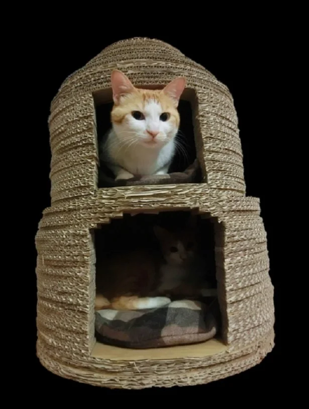 9月の猫☆占ニャい【ふたご座】家族に甘えて新猫ハウスを手に入れて