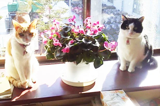 【写真を見る】にゃーこ先生（右）と友だちになりたいけれど、猫見知りで距離を置きがちな、かに座猫のチャビさん（左/ママ・チミさん）。にゃーこ先生の貴重なプラ写