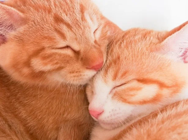 9月の猫☆占ニャい【かに座】猫見知り克服で、一生の友が
