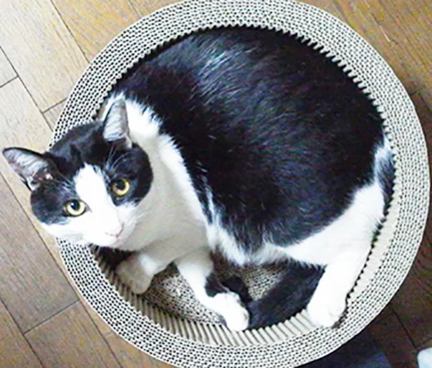 9月の猫☆占ニャい【しし座】いい子でお留守番すれば、思わぬプレゼントが