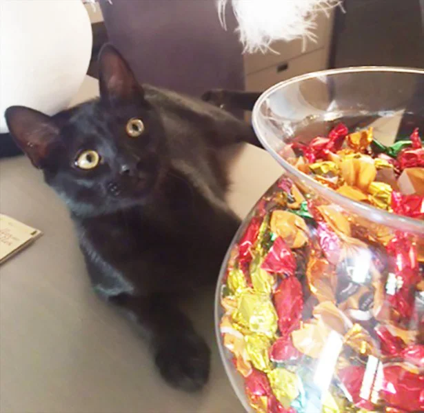9月の猫☆占ニャい【おとめ座】あきらめていたタンスの下のボールに手（足）が届く！