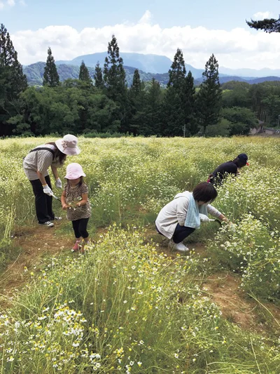 10月には、カツミレの苗を畑に植え替える“定植体験”ができる「カミツレの宿 八寿恵荘(やすえそう)」