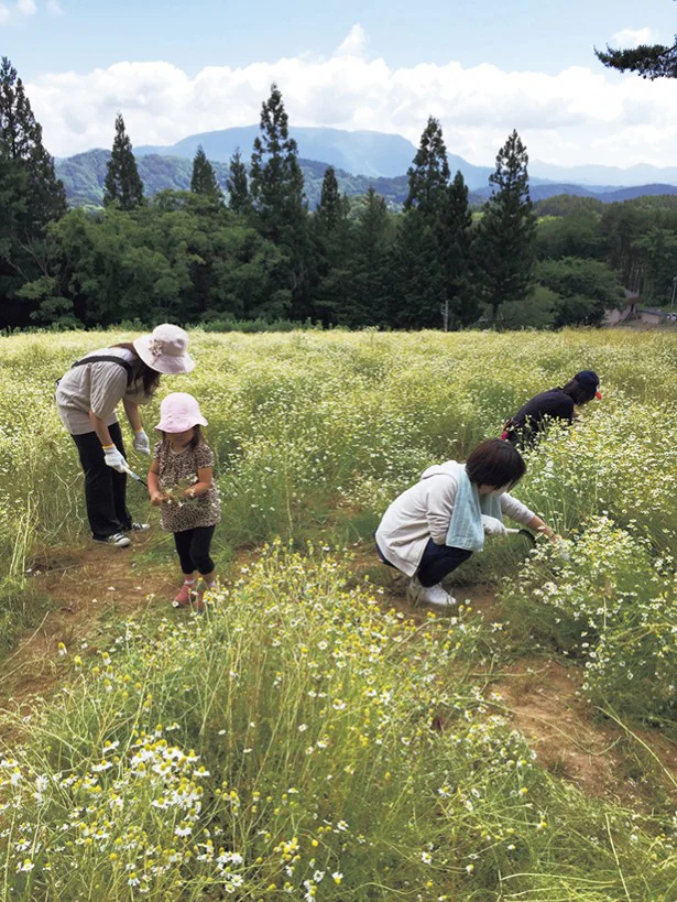 行くなら10月！「カミツレ定植体験」ができる宿
