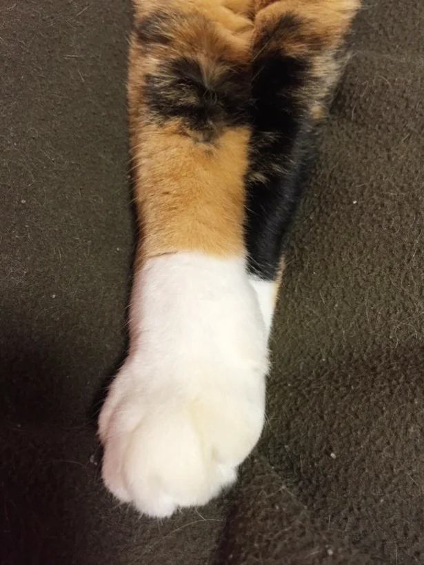 9月の猫☆占ニャい【てんびん座】毛づくろいで目ヤニや爪のゴミをとって、幸運期に備えよう！