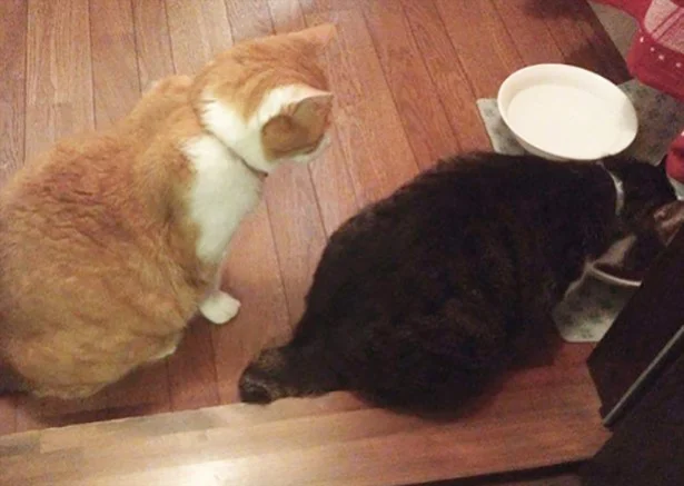9月の猫☆占ニャい【さそり座】年齢の離れた猫さんとの交流が吉