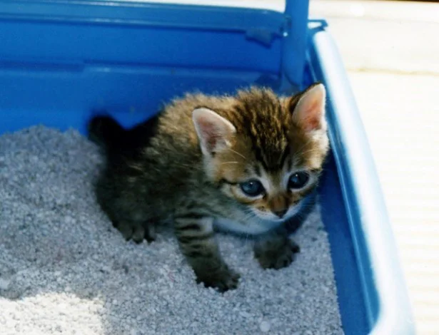 9月の猫☆占ニャい【いて座】トイレ砂の飛び散りが気になったら、爪とぎで気分転換！