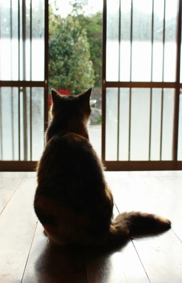 9月の猫☆占ニャい【やぎ座】　ひげの幅より狭いドアのすき間に体を押し込んでみて！