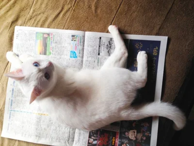 【写真を見る】憧れの「読みかけ新聞の上でゴロリ寝」は今月がチャンス！