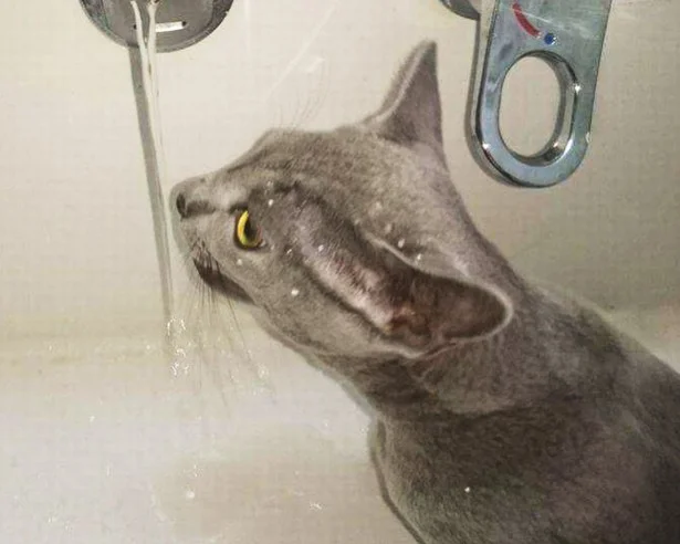 9月の猫☆占ニャい【みずがめ座】ごはんがおいし過ぎて、太り過ぎに注意！
