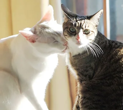 好きな猫さんには「ぺろぺろ攻撃」で愛情表現をしよう！