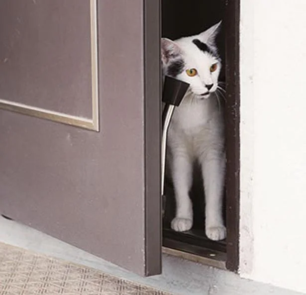 猫の脱走や緊急時対策に！猫のためのステッカー