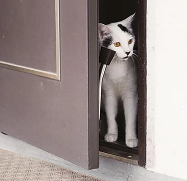 お宅の猫さん、常に脱走の機会をうかがっていませんか？