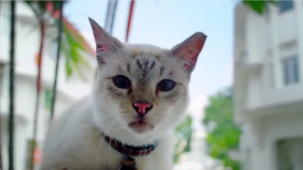 シンガポールが誇るアイドル猫たちが豪華に競演
