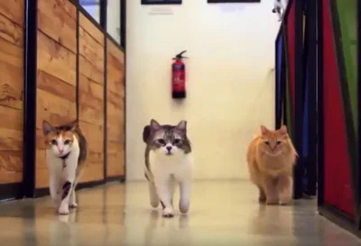 『チャーリーズ・エンジェル』ばりに廊下を歩いてくる3匹の美猫たちも