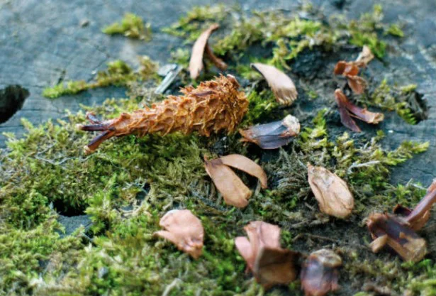 秋の森で「リスのエビフライ」を探してみない？