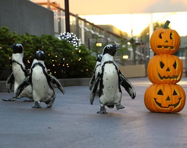 【写真を見る】ケープペンギンたちが、 ハロウィンのカボチャで装飾された道をパレード
