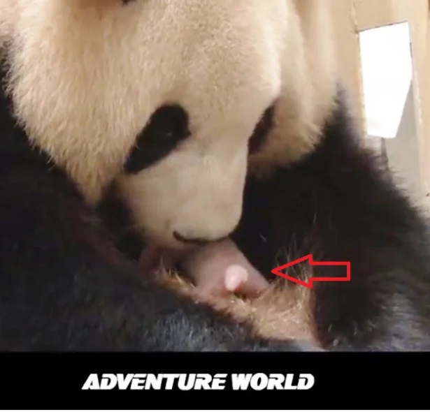 赤ちゃんパンダ（矢印）をぺろぺろしてあやす母パンダ。動画で見るといっそう可愛い！