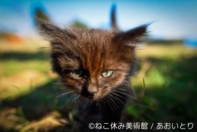 『猫だって鼻提灯くらいできるもん。』で話題を集めた、写真家「あおいとり」氏の作品も堪能できる！