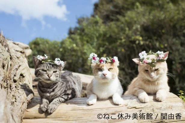 『アイドル猫のつくりかた』で知られるネコ写真家の作品は、さすがの愛らしさ