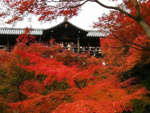 ランキング3位・京都「東福寺」 通天橋からの紅葉に加え、橋の下には渓流もあり、コントラストが美しい