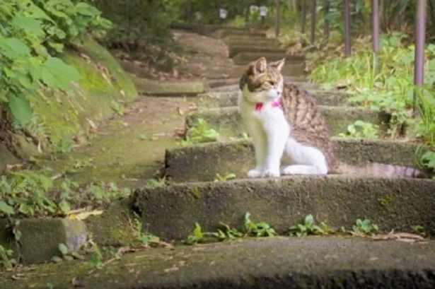 おひつじ座「階段でのムリは禁物！好きなだけお昼寝を」10月の猫☆占ニャい