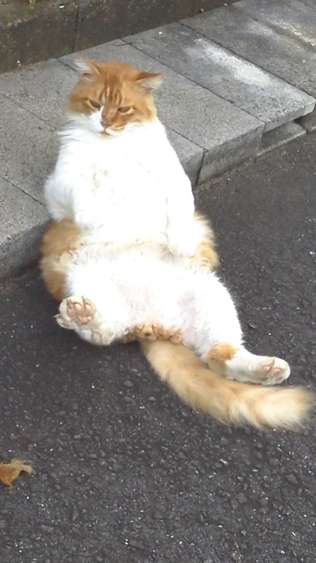 ふたご座「“デブ猫”と呼ばれないように盗み食いは厳禁！」10月の猫☆占ニャい