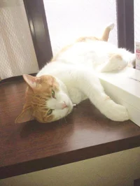 かに座「窓辺でのうたた寝は、風邪を引くから注意して」10月の猫☆占ニャい