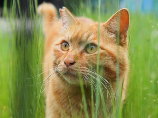 ラッキーアイテムは「新鮮な猫草」。毛づくろいを楽しむなら、草もたっぷり食べて