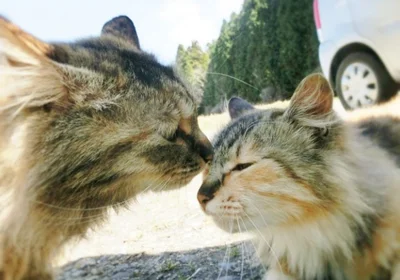 10月は、おとめ座猫さんにモテ期到来！