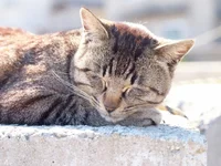 てんびん座「果報は寝て待て。睡眠時間を増やすといいことが起こるかも」10月の猫☆占ニャい