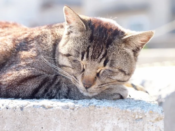 寝ている間にいいことが起きるかも・・・!?