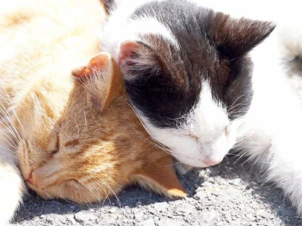 さそり座「魅力が輝く月。新しい親友ができちゃうかも！」10月の猫☆占ニャい