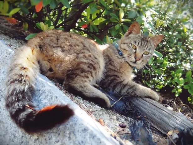 いて座「モテ運絶好調！しっぽタッチで異性にゃんこを落として」10月の猫☆占ニャい
