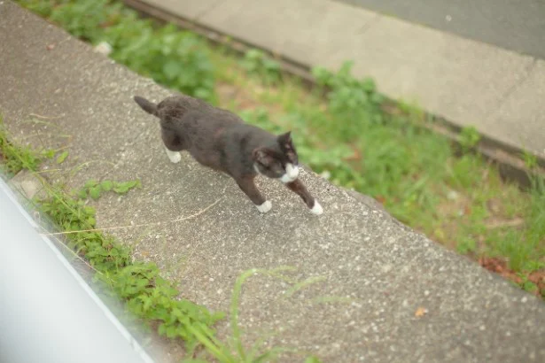 やぎ座「体力充実！あちこちを駆け回って、体力づくりに励んで」10月の猫☆占ニャい