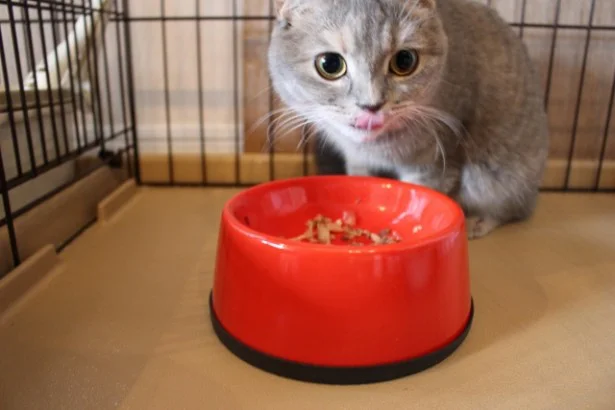 みずがめ座「新しいグッズに変えると、ぐんぐん運気がアップ」10月の猫☆占ニャい