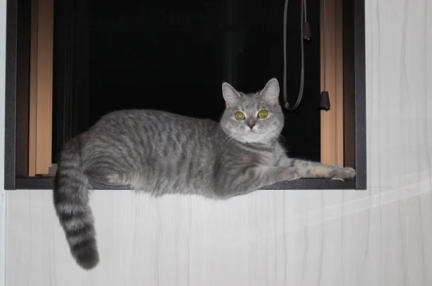 うお座「恋を実らせたいなら16日の満月に求愛行動を」10月の猫☆占ニャい