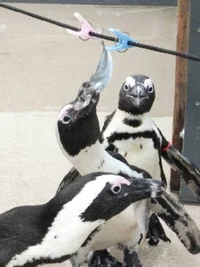 運動会シーズン、水族館ではペンギンのアジ食い競争が開催