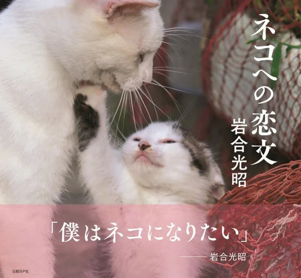 至高のネコ愛に胸キュン必至「岩合光明のネコ写真集」新刊