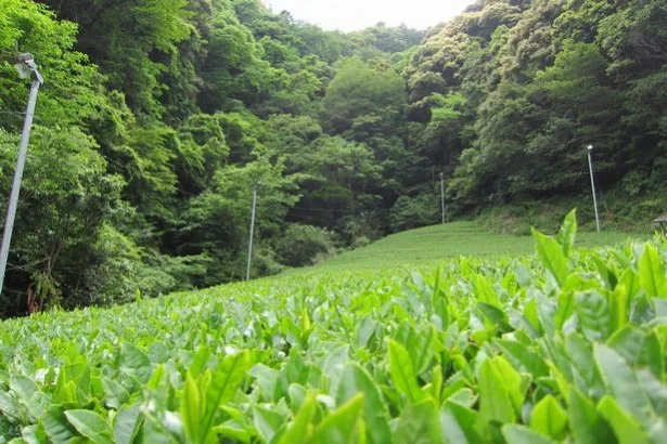 【写真を見る】「ショパンのお茶」の茶畑。一定間隔で設置されているスピーカーが、ただの茶畑ではないことを教えてくれる