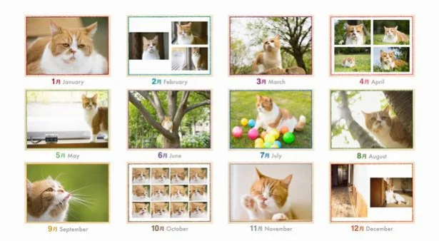 【写真を見る】カレンダーに掲載されている写真一覧。ニャンとも幸せな12か月になりそう