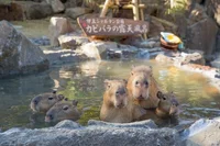 冬の萌え風呂「カピバラ湯」が新宿駅前にやってくる