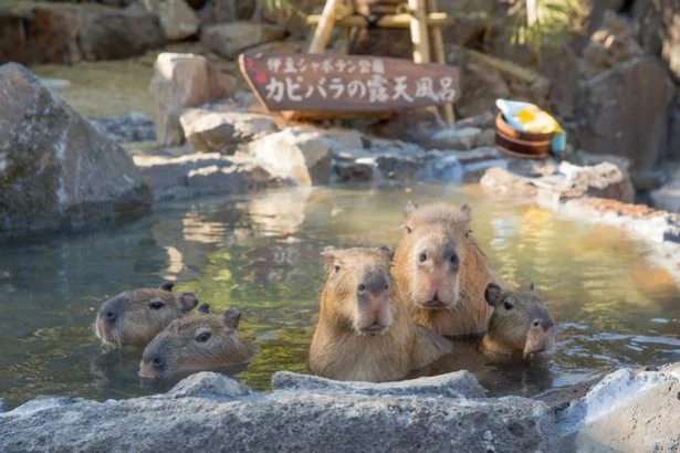 足湯をしながら、入浴中のカピパラ風呂が目の前に‼　しかも新宿駅前だなんて、嬉しい驚きがたくさん