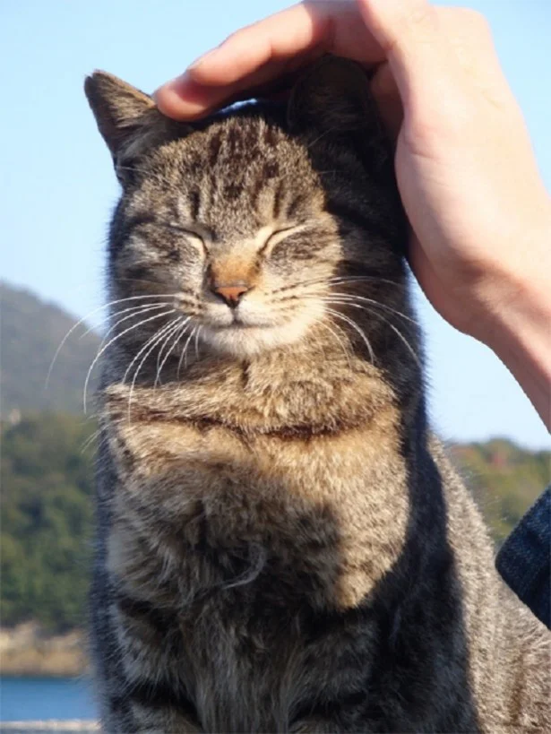 【おひつじ座】秋疲れでダウンしそう。あごや猫耳をママになでなでしてもらいましょう/11月の猫☆占ニャい