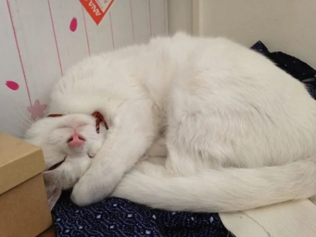 【おうし座】異性猫さんに思わせぶりな態度は禁物！尻軽猫に思われちゃうかも!?/11月の猫☆占ニャい