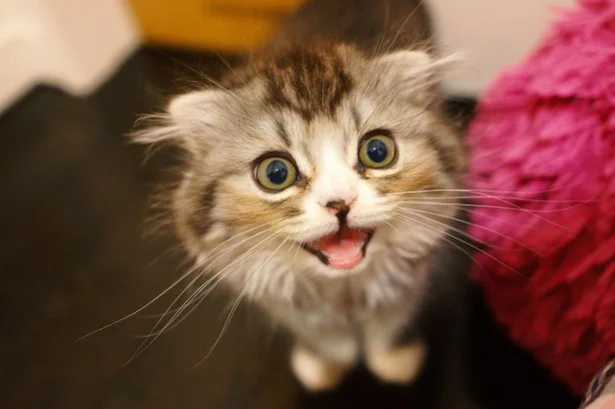 【ふたご座】「ニャニャ」っと、おしゃべりな長所を生かして、人＆猫との関係が深まる時。/11月の猫☆占ニャい