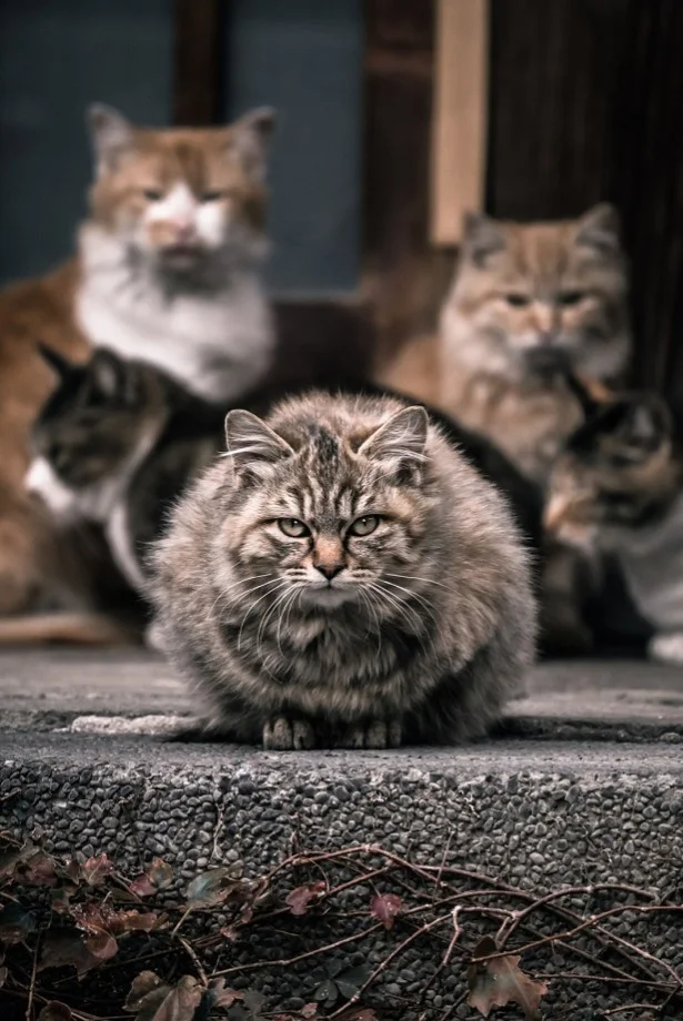 【てんびん座】好きな猫さんがお尻のにおいをかぎに来たら、その想い受け止めて！/11月の猫☆占ニャい