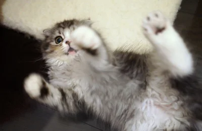 冬に備えて猫パンチ＆猫キックの自主トレで体力をつけましょう